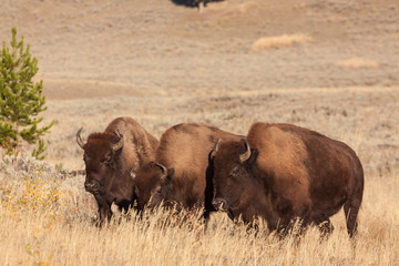 Bison in Yellowstone National Park Wyoming