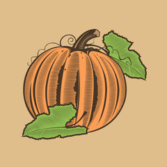 Pumpkin in vintage style. Colored vector illustration