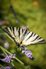 Old World swallowtail on blooming Lavender #2