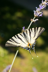 Old World swallowtail on blooming Lavender #1