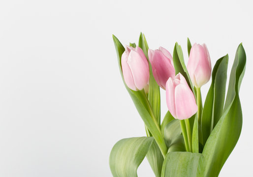 Pink tulips  on white background