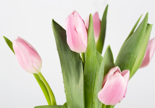 Pink tulips  on white background