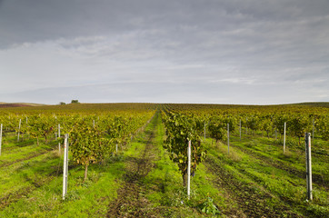 Fototapeta na wymiar Harvesting period in the vineyard, Karnobat, Bulgaria