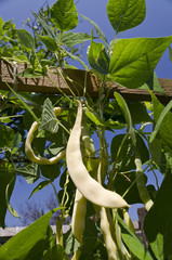 Yellow bean growing on vegetable bed in the summer
