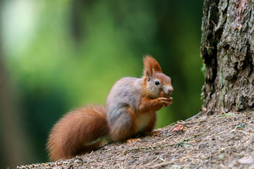 Naklejka na ściany i meble Squirrel snack for the tree