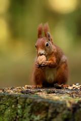 Squirrel picnic on the stump with a walnut in his mouth