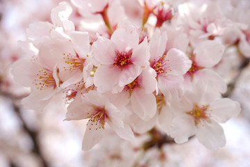 Fototapeta premium The beautiful cherry blossom Sakura