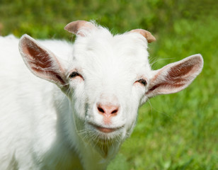 Portrait of a smiling goat, close up