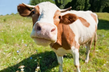 Poster Nieuwsgierige koe in de wei (focus op de neus) © E.O.