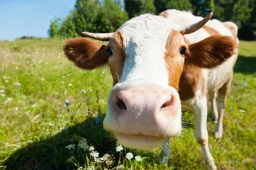 Crédence de cuisine en plexiglas Vache Curious cow on the meadow in summer sunny day 