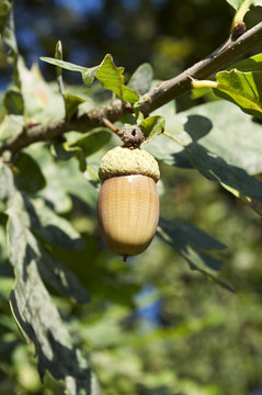 Acorn in the forest