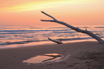 Sunrise on the beach, colored sky, driftwood