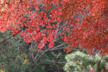南禅寺の紅葉