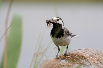Farmhous swallow on a stem with food in her  stengel met eten in her beak © Tineke Jongewaard