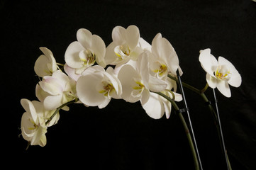 Naklejka na ściany i meble White orchid on black background with flowers