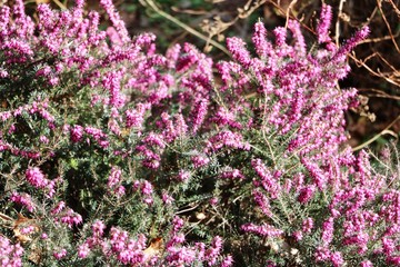 Blooming Purple Heather in spring