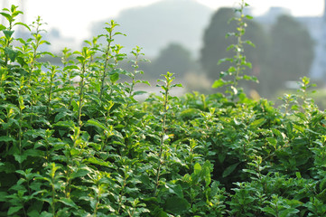 green goji berry plants in growth at garden