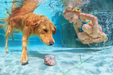 Little child play with fun and train golden labrador retriever puppy in swimming pool - jump and...