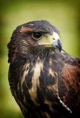 Harris hawk portrait