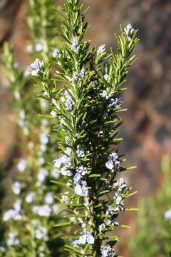 Rosemary with blue flowers