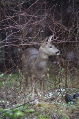 Chevreuil dans la forêt
