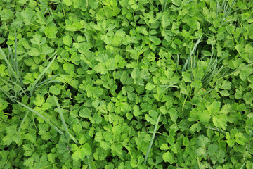 green  leek and celery in growth at vegetable garden