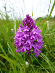 Purple wild orchid in a field in Oxfordshire