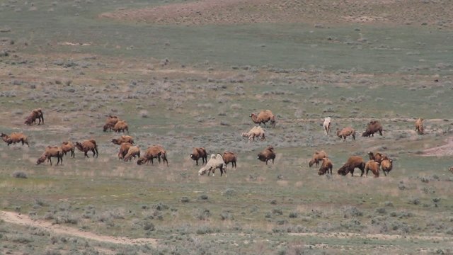 A herd of camels moving across the steppes