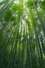 Bamboo Forest of Houkokuji (報国寺 竹林) in Kamakura, Japan 