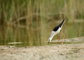 Black-winged Stilt feeding