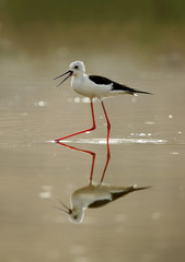 Black-winged Stilt moving