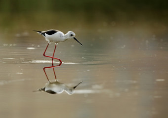 Black-winged Stilt  feeding