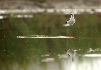 Black-winged Stilt  in water