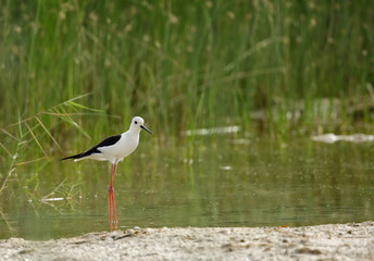 Beautiful Black-winged Stilt 