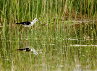 Black-winged Stilt 