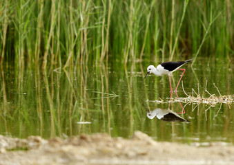  Black-winged Stilt and green grass reflection