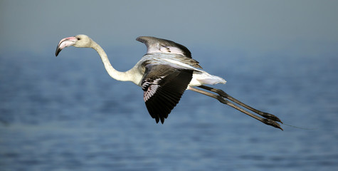  Greater Flamingos landing