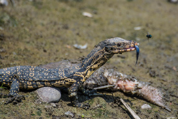 little Varanus salvator eating rotten fish