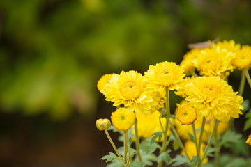 Marigolds flower in garden