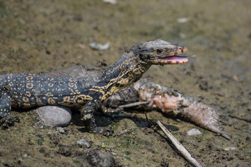 little Varanus salvator eating rotten fish