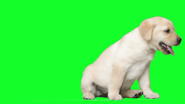 cute labrador puppy sitting on a green screen