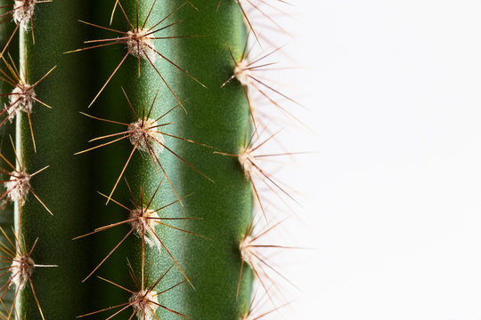 A similar picture of the branch of  long cactus on a white background