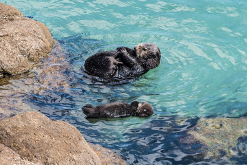 A wild mother Southern Sea Otter (Enhydra lutris) and her 1-day old newborn pup float in the water...