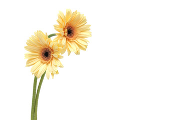 Gelbe Gerberas