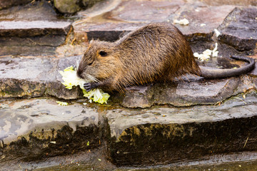 Nutria
