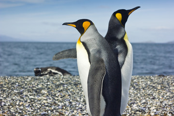 two king pinguins near sea