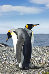 Fototapeta premium two king pinguins near sea