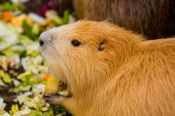 Nutria