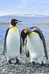 two king pinguins near sea