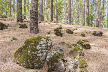 Покрытые мхом камни в сосновом лесу